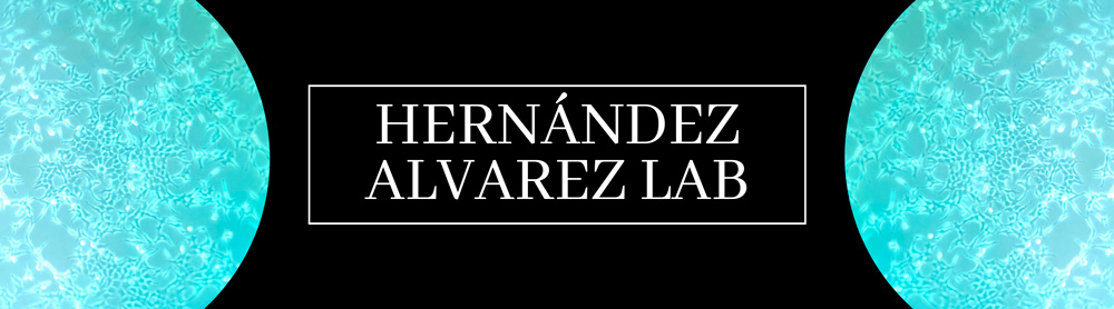 Diseño web para Hernández Álvarez lab